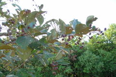 Lagerstroemia microcarpa